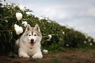 Cute Siberian husky dog lying on ground in field of blooming white peonies flowers. Fluffy purebred puppy resting outdoors in summer garden. Beautiful pet side view portrait under cloudy sky © Krystsina