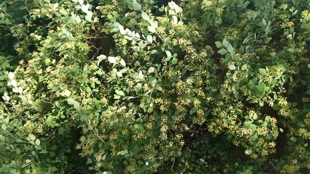 Small white flowers bloom on a dense green spiraea bush swaying gently in the wind during a bright sunny day. Concept of spring growth, garden landscaping, floral beauty, and vitality.