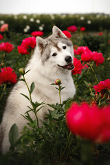 Vertical portrait of cute Siberian husky dog lying in field of blooming red peonies flowers. Fluffy purebred puppy resting outdoors in summer garden. Beautiful  pet under blue cloudy sky © Krystsina