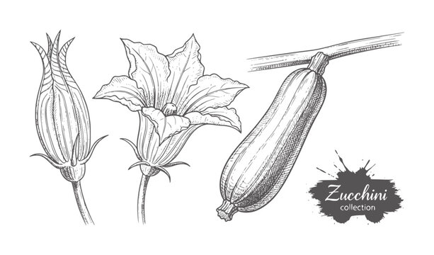 Hand drawn of zucchini fruit and flowers white squash