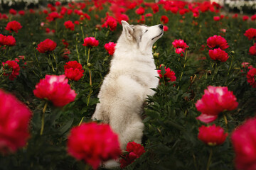 Cute Siberian husky dog sniffing red peony flower in field. Fluffy purebred puppy smelling blossom in summer garden. Funny nosework concept with beautiful domestic pet side view portrait outdoors © Krystsina