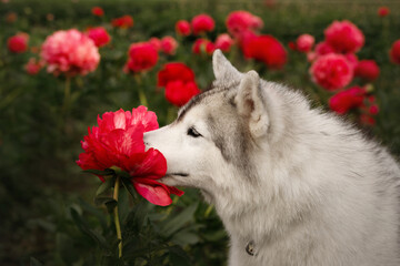 Cute Siberian husky dog sniffing red peony flower in field. Fluffy purebred puppy smelling blossom in summer garden. Funny nosework concept with beautiful domestic pet side view portrait outdoors © Krystsina