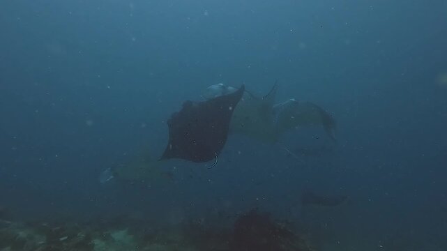 Manta rays @ Komodo, Indonesia