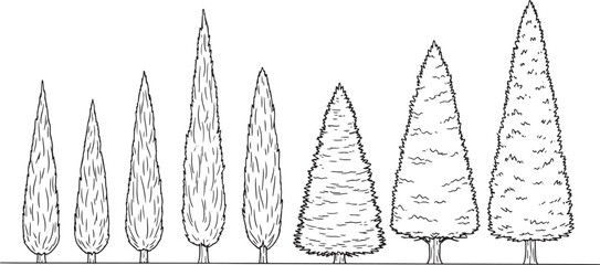 Set of hand drawn coniferous trees including cypress and pine silhouettes for landscape design and architectural illustration