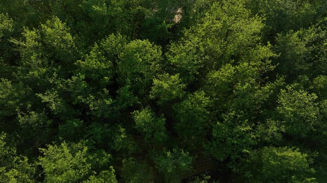 Aerial view of densely forested green island inside the river delta at Anaklia resort in Georgia