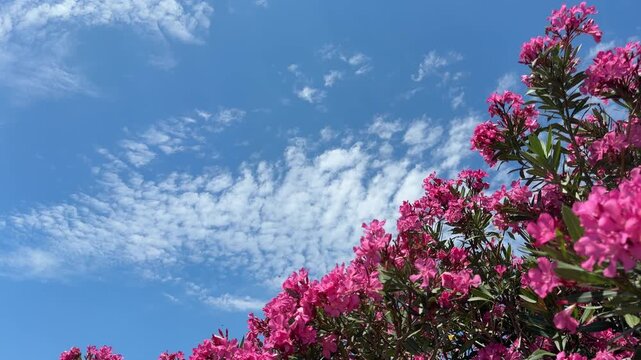Oleander Nerium oleander vibrant pink flowers against beautiful sky.