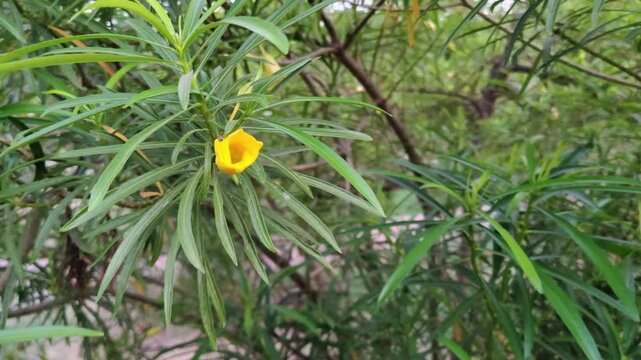 Close-up of a Yellow Oleander Flower in Nature