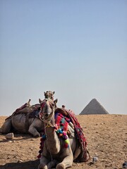 Fototapeta premium Great Pyramids of Giza, Egypt