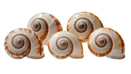 Isolated group of five elegant colorful land snail shells displaying intricate spiral patterns © Ciara