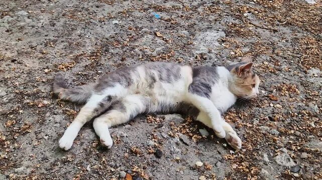 A tricolor calico cat lies on a gravel surface with dried leaves and seeds. Concept of stray animal life, feline relaxation, domestic pets, and natural outdoor environments.