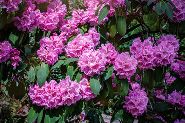 Fototapeta premium Flowers bloom on a bright day in a garden with clusters of pink blossoms among green leaves