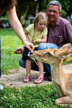 A child and adult feed a deer in a park, enjoying a sunny day.
