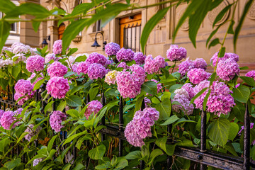 Obraz premium Colorful hydrangeas grow by a black iron fence near a building in a city during daytime in summer