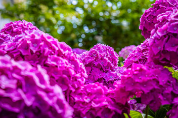 Fototapeta premium Bright purple flowers bloom in a garden under sunny weather during mid-summer in a residential area
