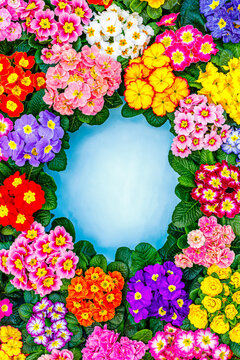 Bright flowers surround a blue space in a garden setting during springtime
