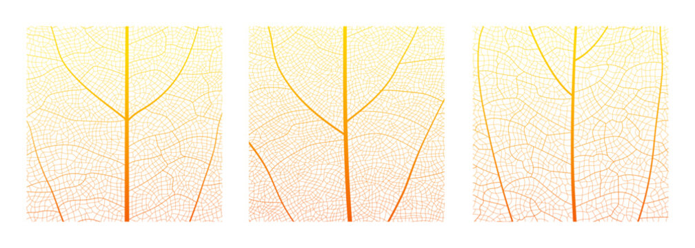 Leaf vein cell skeleton texture abstract background set with close up plant leaf cells structure pattern vector illustration. Macro leaf vein skeleton organic lattice natural foliage texture.