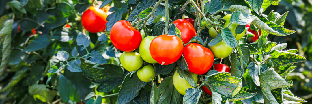 Harvesting tomatoes in a garden during summer, showing ripe and unripe tomatoes on the vine