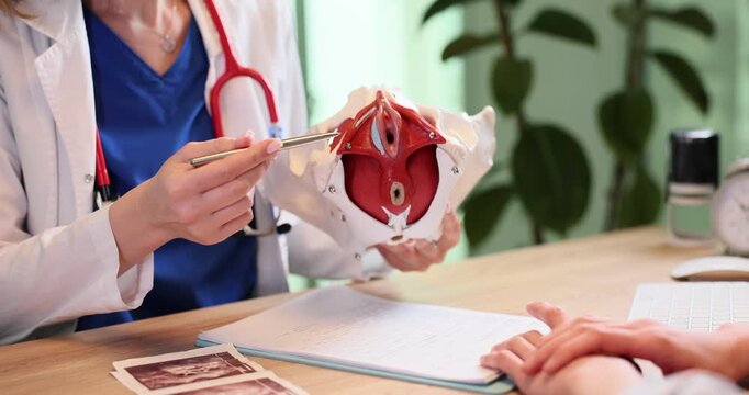 Doctor shows small pelvis anatomical model to patient in hospital. Female gynecologist demonstrates organs structure to woman in clinic slow motion