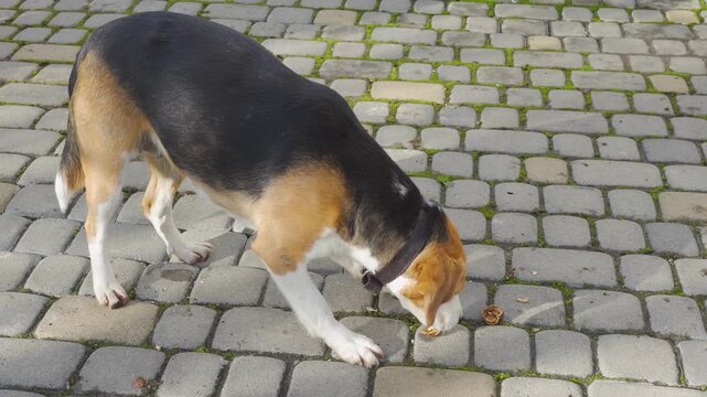 A cute beagle gnaws a nut on a stone path outside. Dog bites and eats nuts on the cobblestones