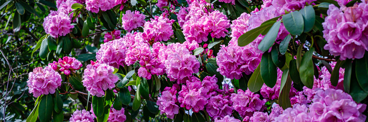 Obraz premium Bright pink flowers cover branches in a garden during springtime in a nature setting