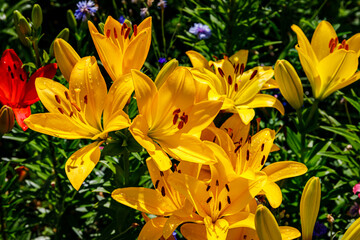 Obraz premium Bright yellow lilies grow among other colorful flowers in a garden during springtime in sunny weather