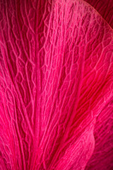 Obraz premium Close view of a bright pink flower petal showing veins and texture during daylight