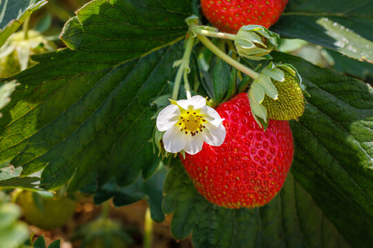 Strawberries growing on a plant during spring in a garden with green leaves and white flowers blooming