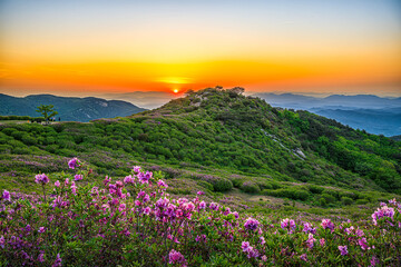 Obraz premium A view of the sunrise and giant azaleas at Hwangmaesan Mountain in Hapcheon County, South Korea.