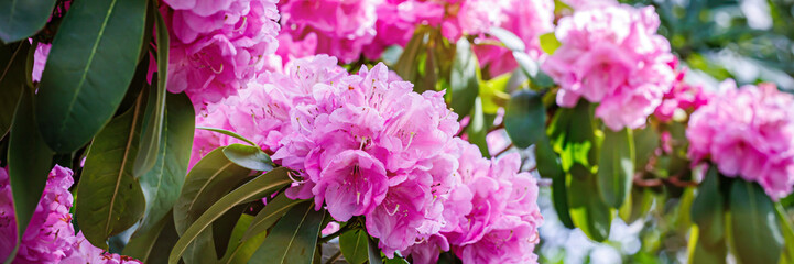 Fototapeta premium Colorful pink flowers bloom on branches in a garden during spring season