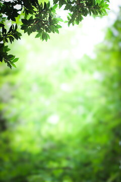 Green leaves border with blurred bokeh background and sunlight.