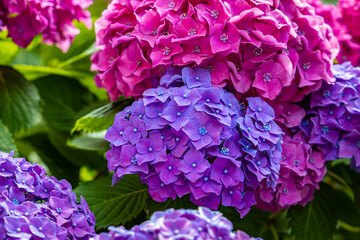 Fototapeta premium Colorful hydrangea blooms in a garden near a busy street during spring season