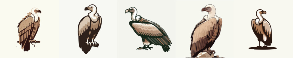 Obraz premium Vulture Bird Vector Illustration