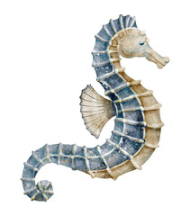 Seahorse watercolor illustration. Blue marine sea animal isolated on background. Ocean wildlife element for nautical themes, coastal artwork and aquatic design projects. Art of marine fish. © Alisles