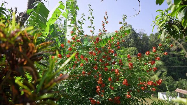 Closeup view of ochna serrulata flower with vibrant petals and detailed natural structure