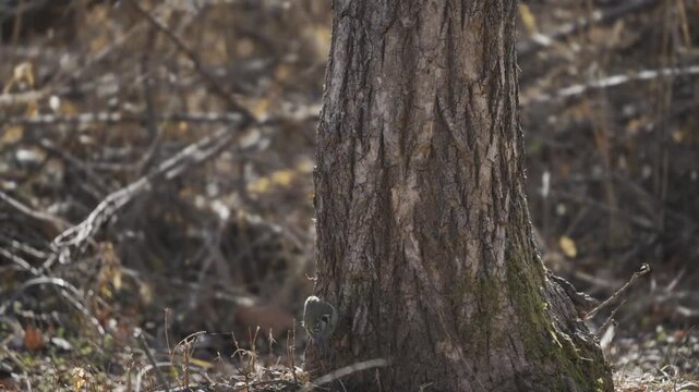 Goldcrest Small Bird Foraging on Tree Trunk in Sunlit Forest, Slow-Motion