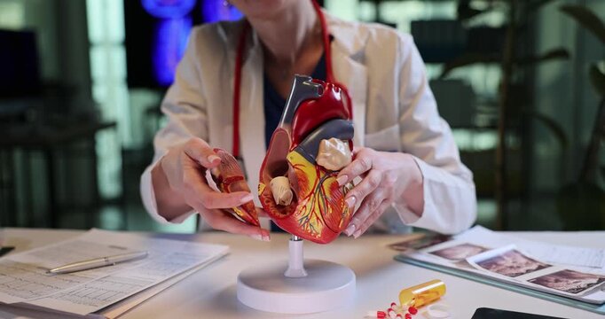 Woman doctor opens human heart model to show inner parts in clinic. Skilled cardiologist demonstrates blood pump in medical college slow motion
