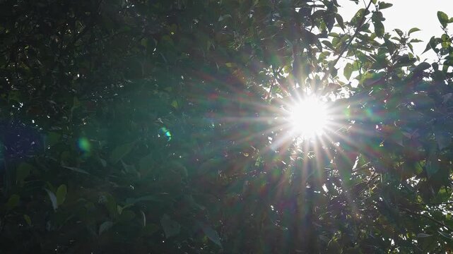 Low angle view of dense green leaves forming natural canopy in forest environment
