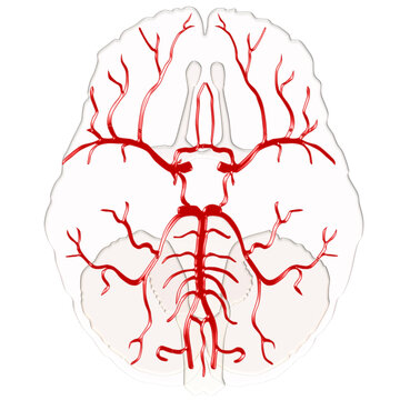 Circle of Willis Brain Arterial Blood Supply Inferior View Medical Vector