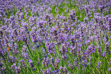Fototapeta premium Lavender blooms grow in a field during the daytime in summer with bees visiting the flowers