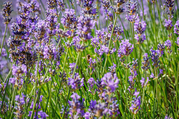 Obraz premium Bees gather nectar from lavender flowers in a field during a sunny day in summer