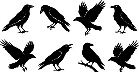 Obraz premium Set of black crow silhouettes