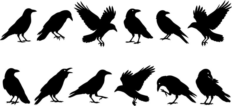 Set of black crow silhouettes
