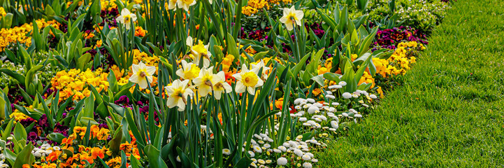 Obraz premium Colorful flowers bloom in a garden during spring near a grassy area
