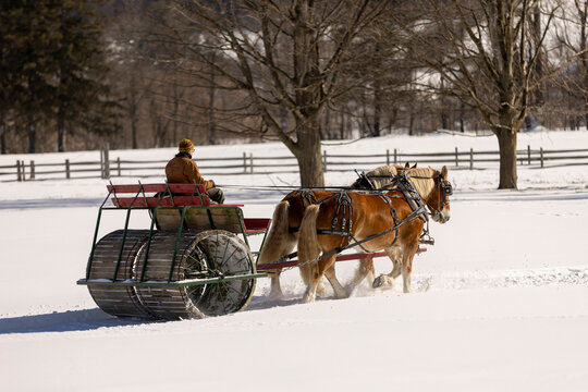 A horse drawn snow groomer packing down a path in winter through a field on a farm and a sleigh on a cold Woodstock, Vermont morning.