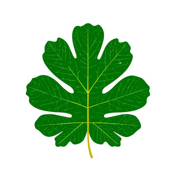 A simple and modern flat 2D vector of a Fig Leaf, isolated on a pure white background.