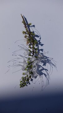 Cat's whiskers flower isolated on a white background, showcasing delicate blooms and botanical details with a clean look.