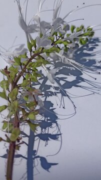 Cat's whiskers flower isolated on a white background, showcasing delicate blooms and botanical details with a clean look.
