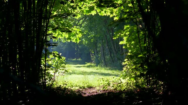 Scenic view of a sunlit forest path framed by green maple leaves gently swaying in the breeze. Summer woodland landscape with dappled sunlight and moving foliage. Peaceful nature background