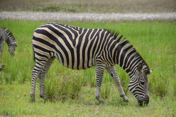 Obraz premium A zebra in a nature reserve in Africa