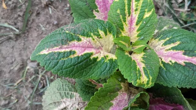 Colorful Miana (Coleus scutellarioides) leaves displaying vibrant patterns and striking foliage, commonly grown as an ornamental plant in tropical gardens and landscapes.